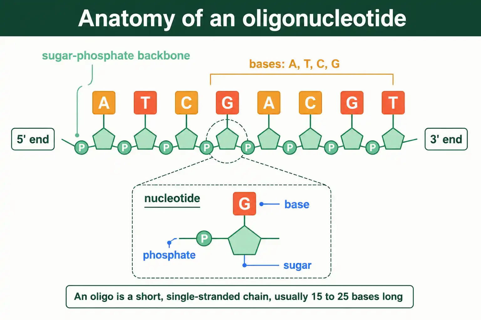 The anatomy of an oligonucleotide: a short single strand of bases