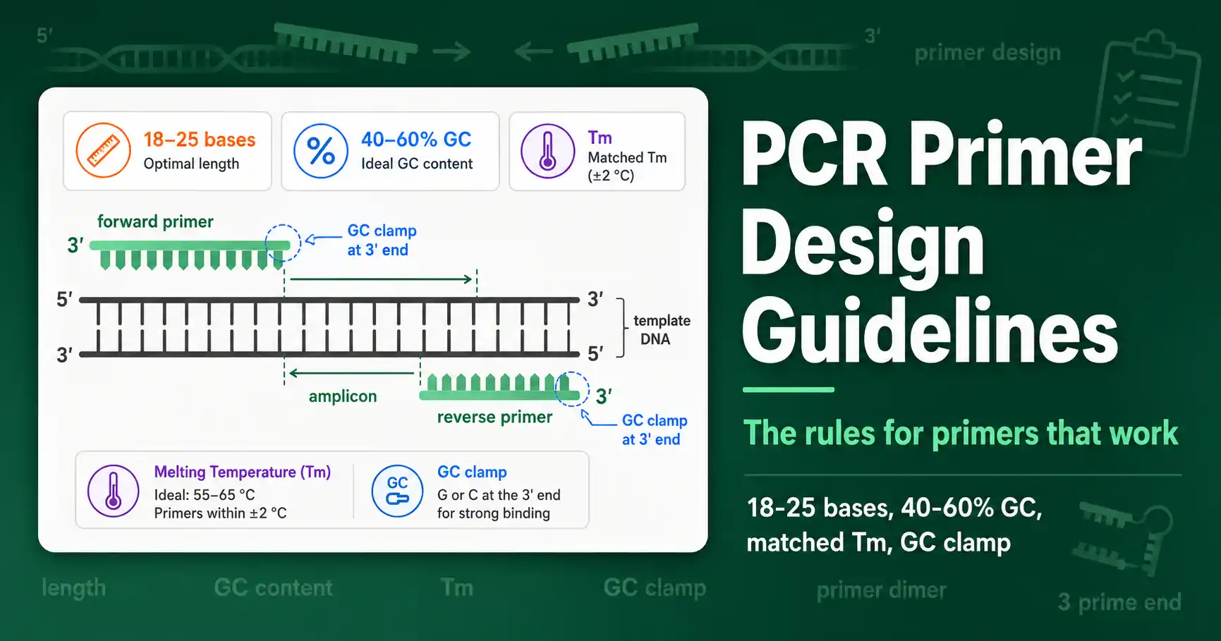 PCR Primer Design Guidelines featured image