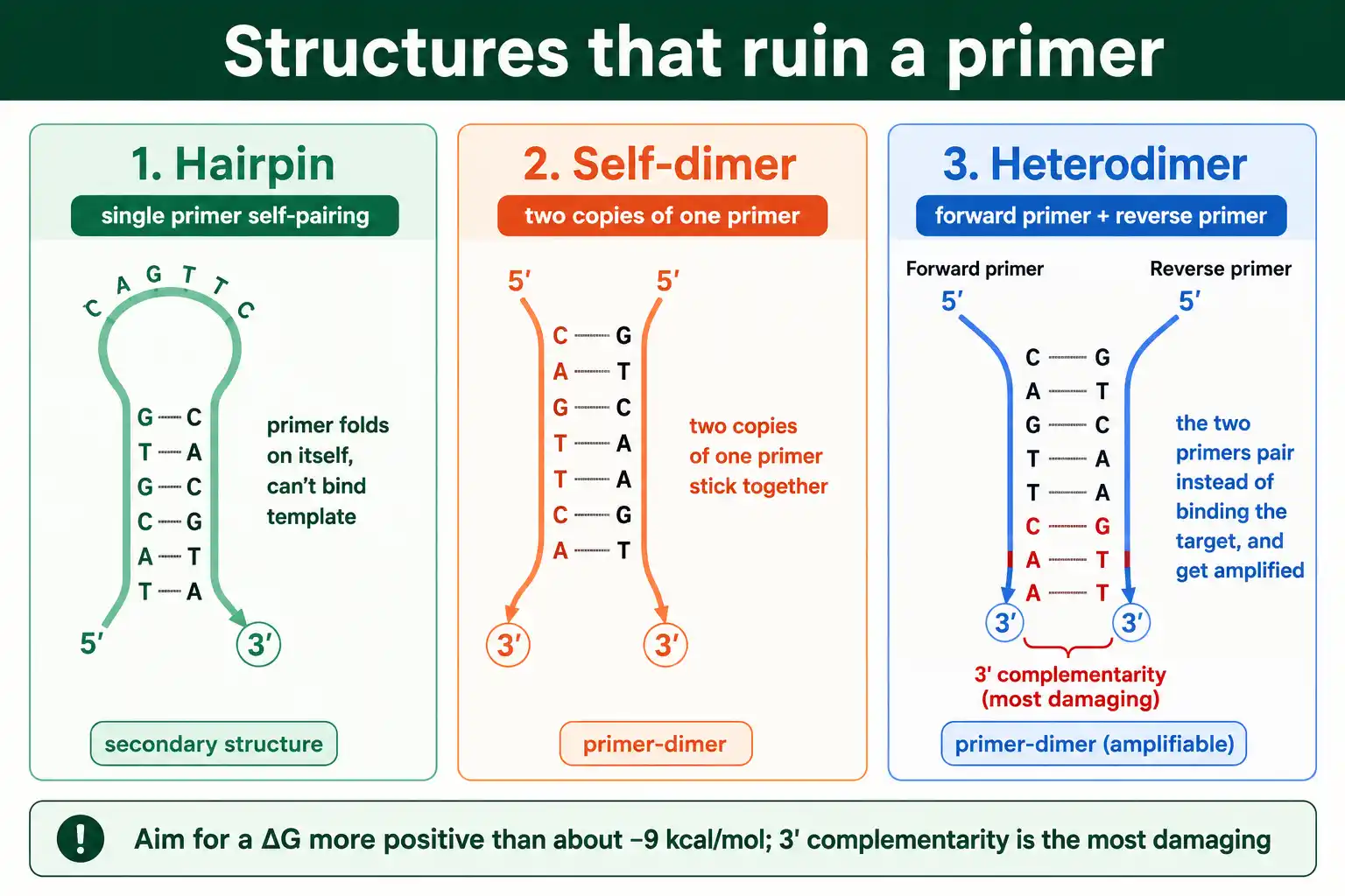 Hairpins, self-dimers, and heterodimers that ruin a PCR primer