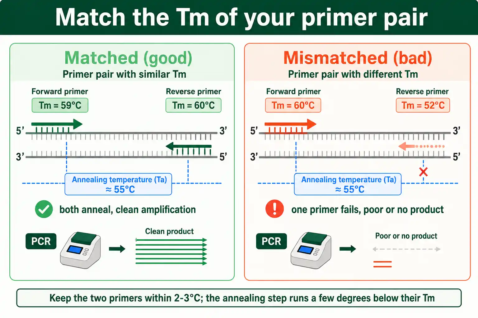 Matched primer melting temperatures let both anneal at one temperature