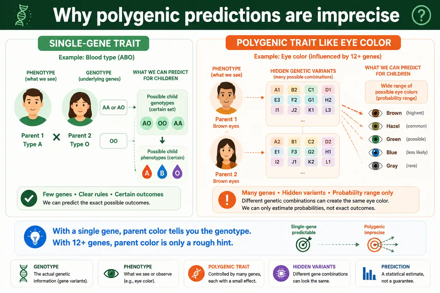 Why polygenic traits resist precise prediction: many genes, hidden variants