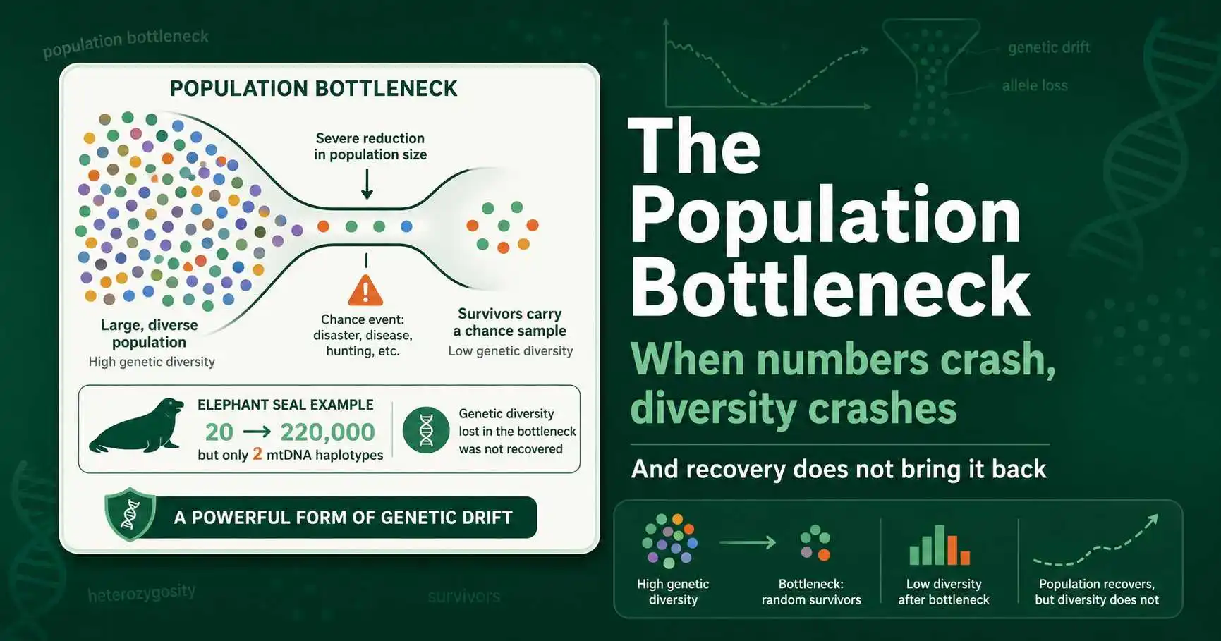 Population Bottleneck and Genetic Diversity Loss featured image