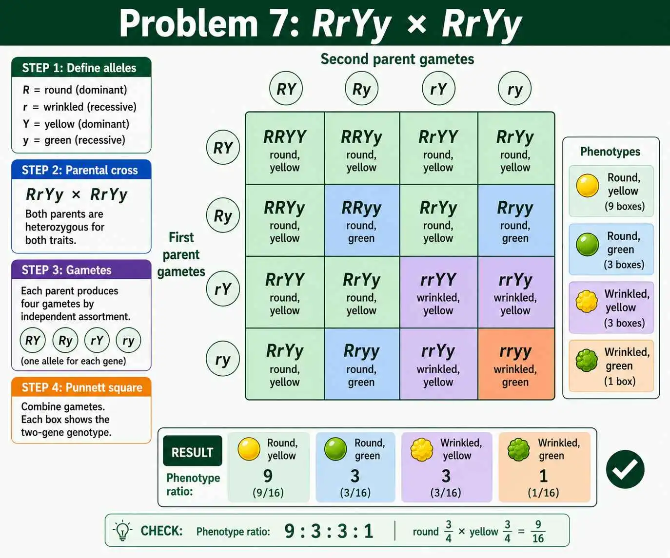 Dihybrid cross 9:3:3:1 worked solution