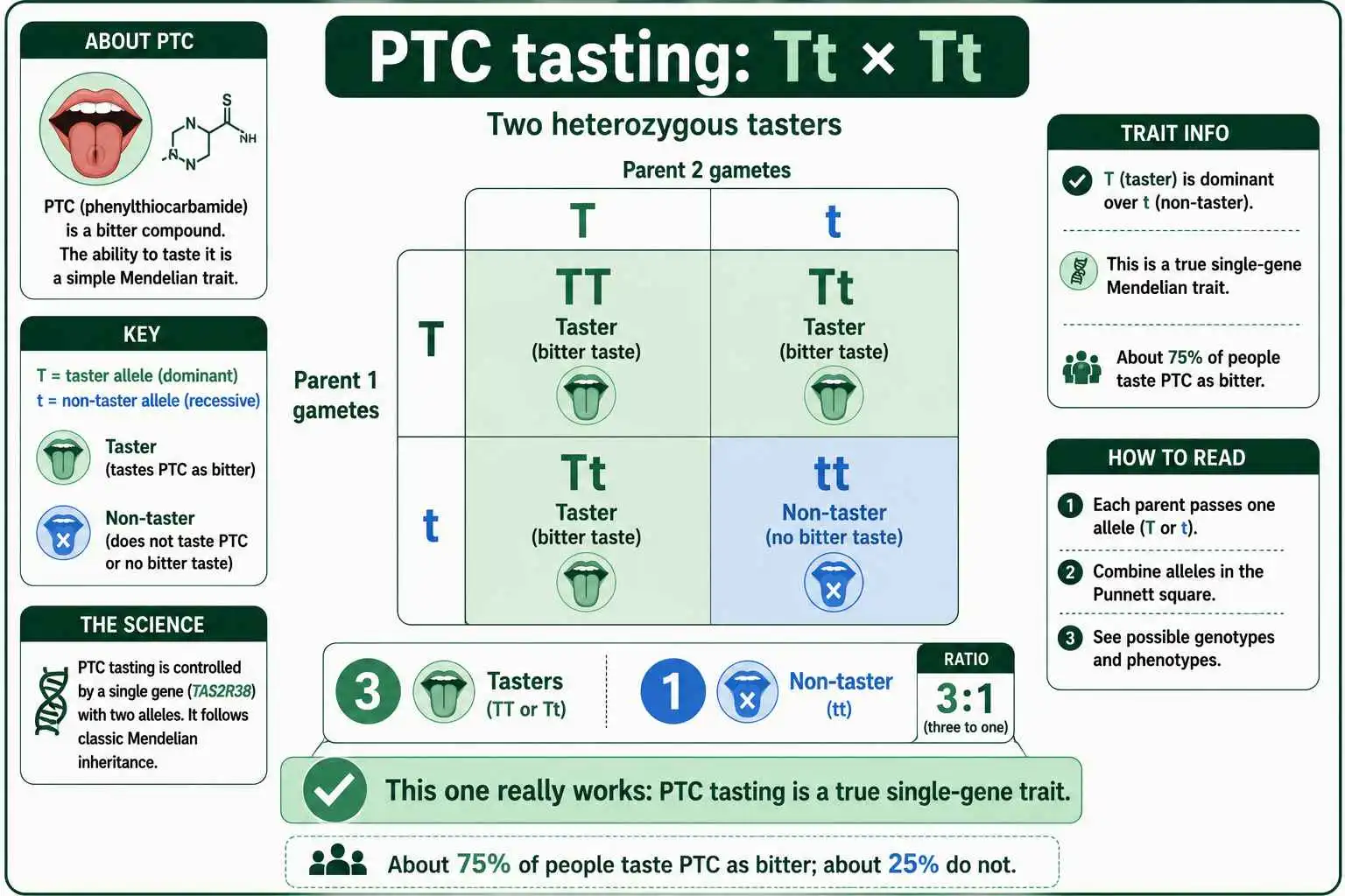 PTC tasting Punnett square
