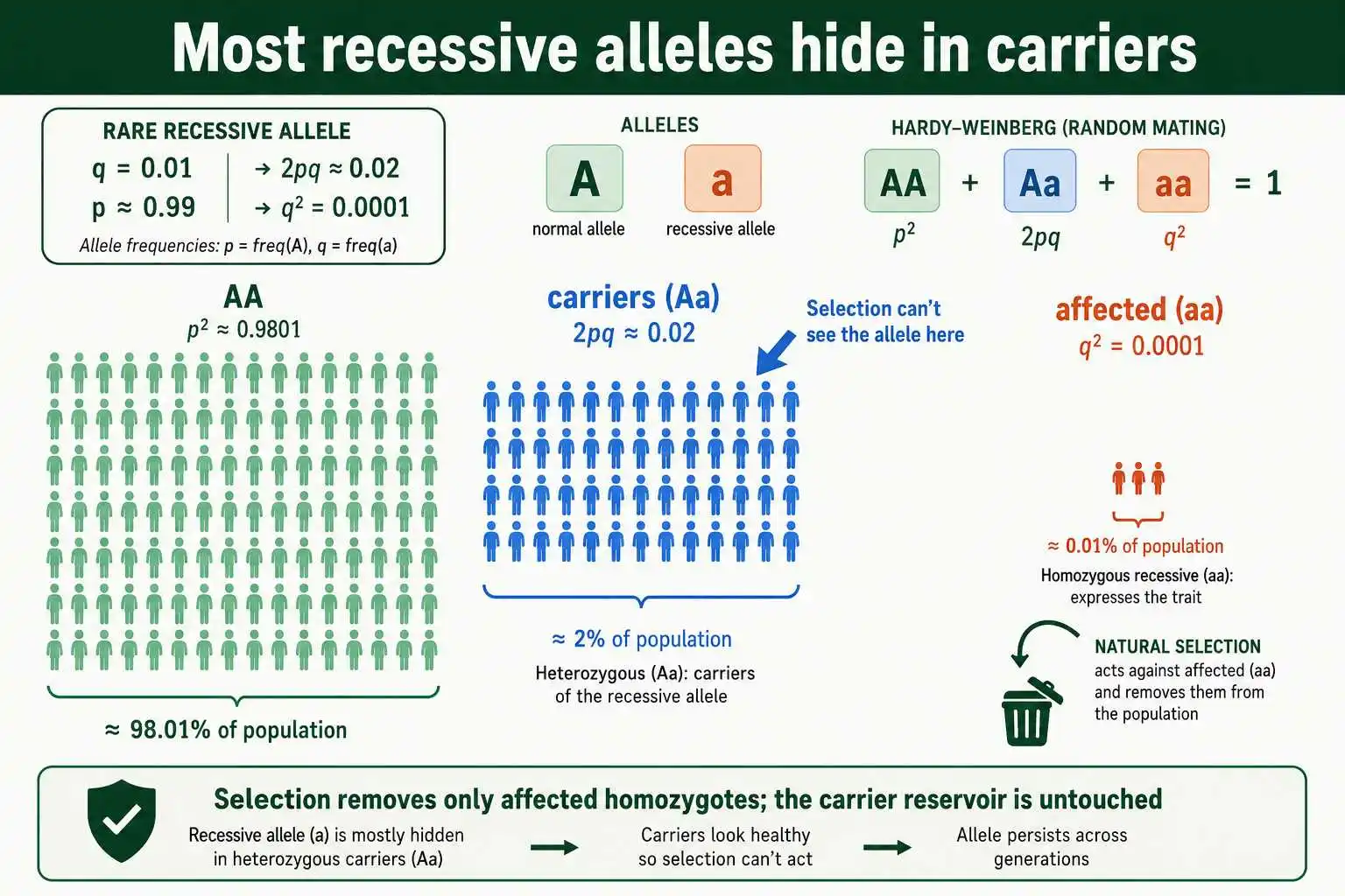 Recessive alleles hidden in carriers