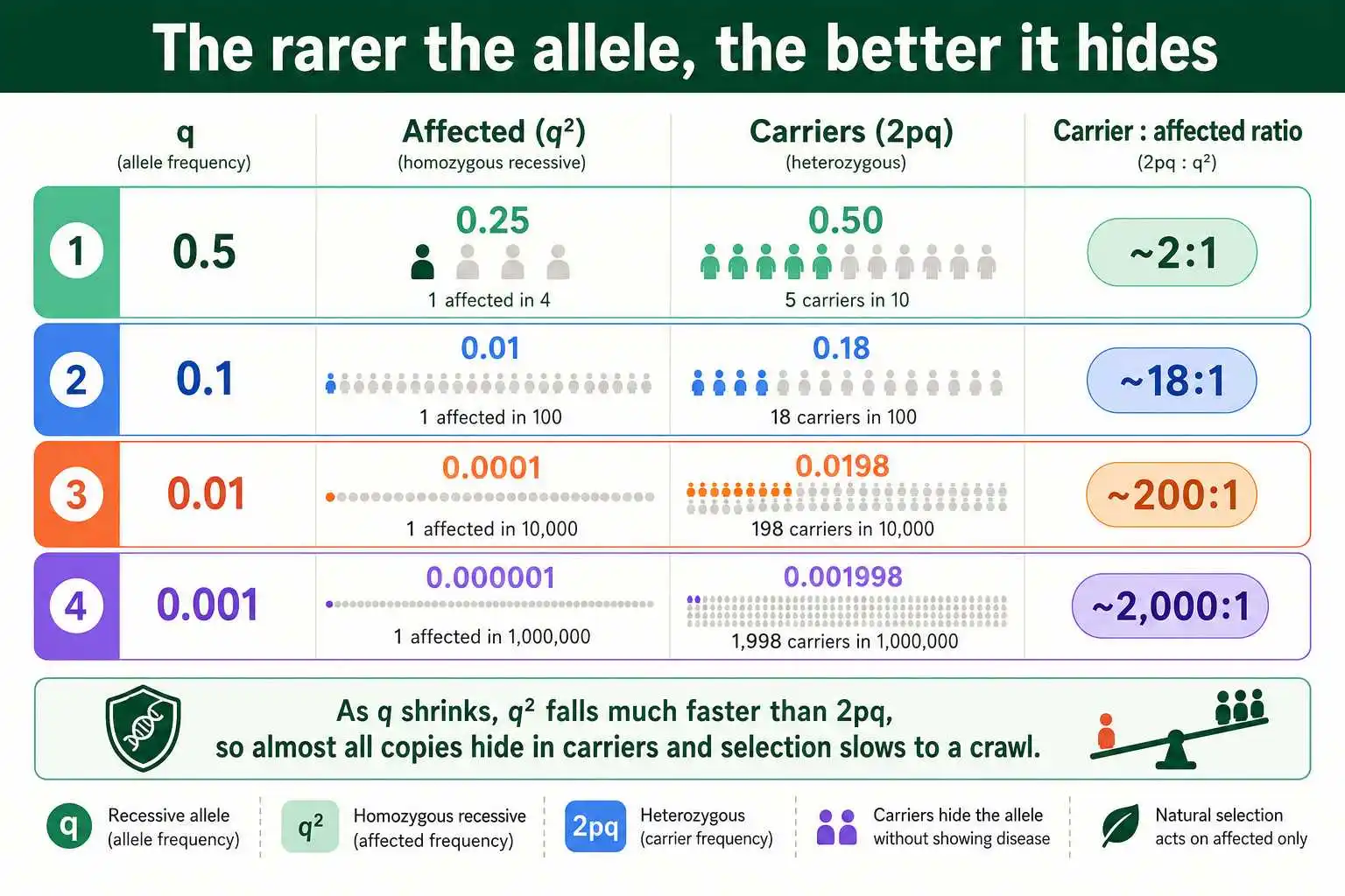 Carrier to affected ratio as alleles get rare