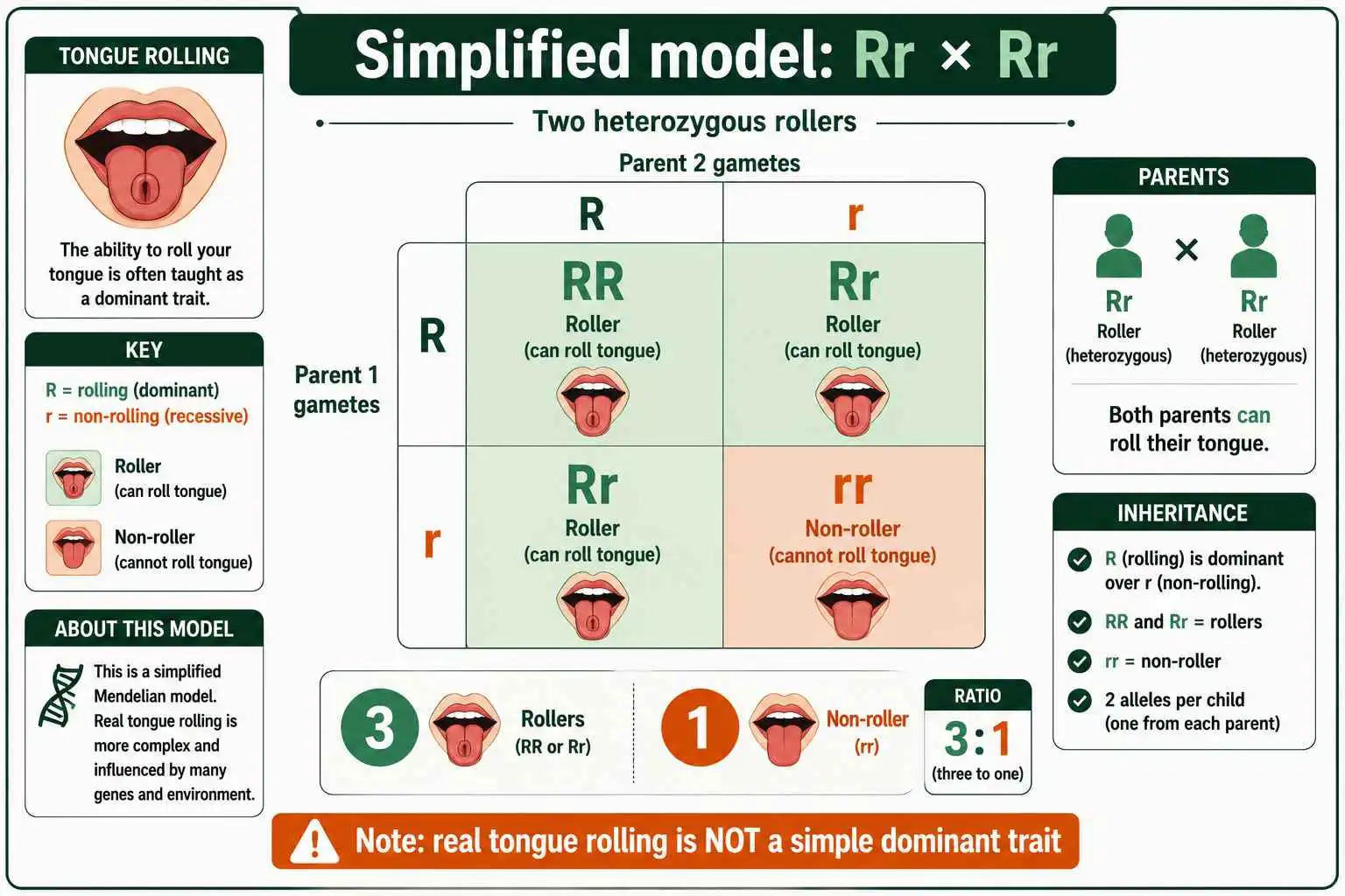 Tongue rolling Punnett square