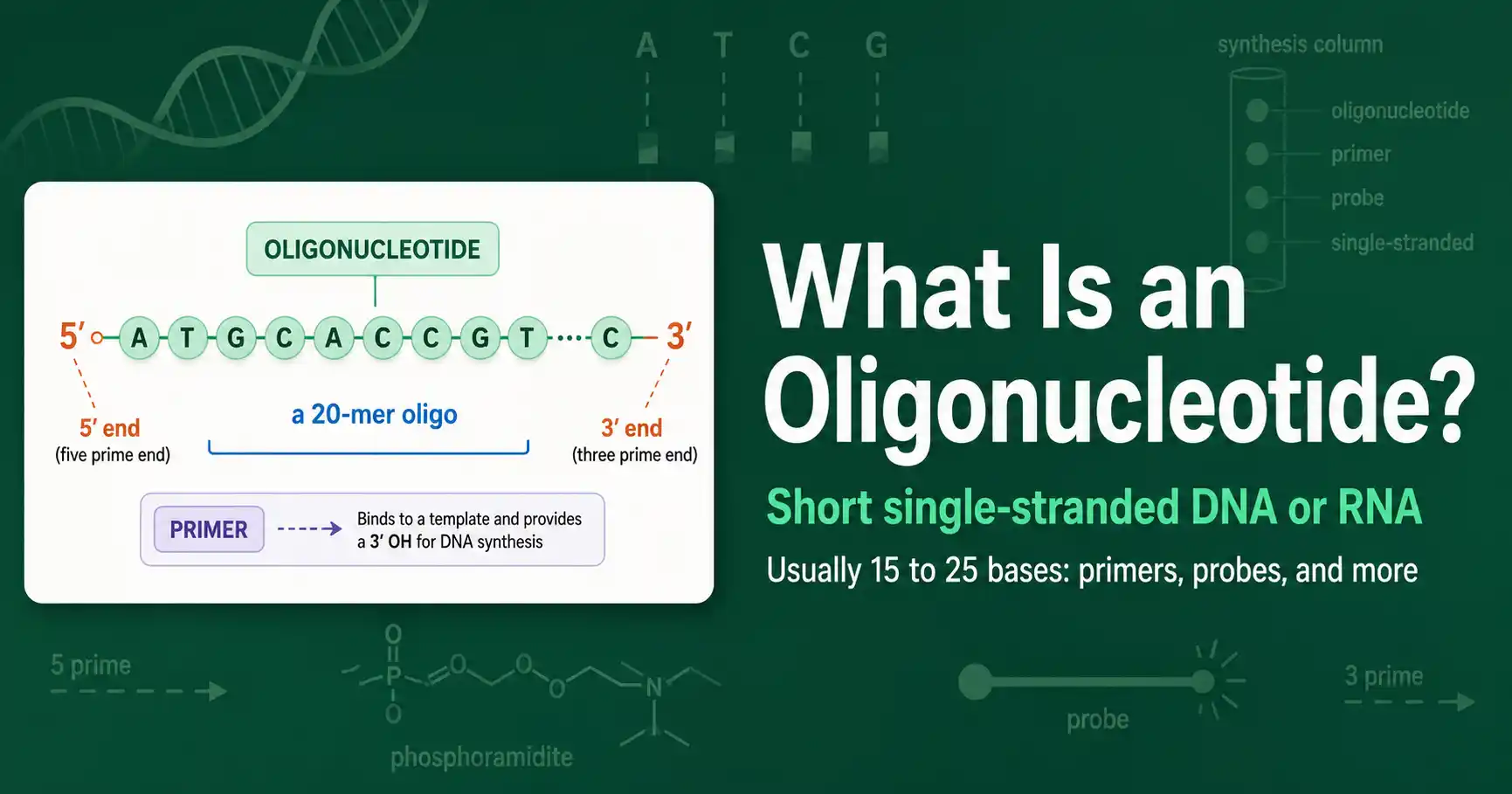 What Is an Oligonucleotide? featured image