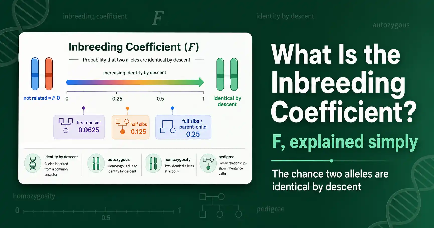 What Is the Inbreeding Coefficient? (F Explained) featured image