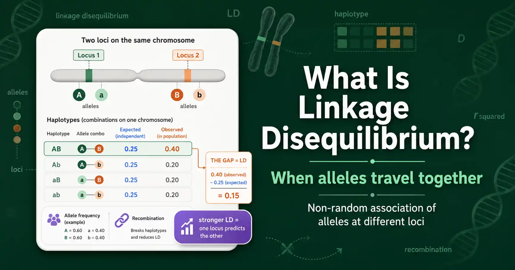 What Is Linkage Disequilibrium? (LD Explained) featured image
