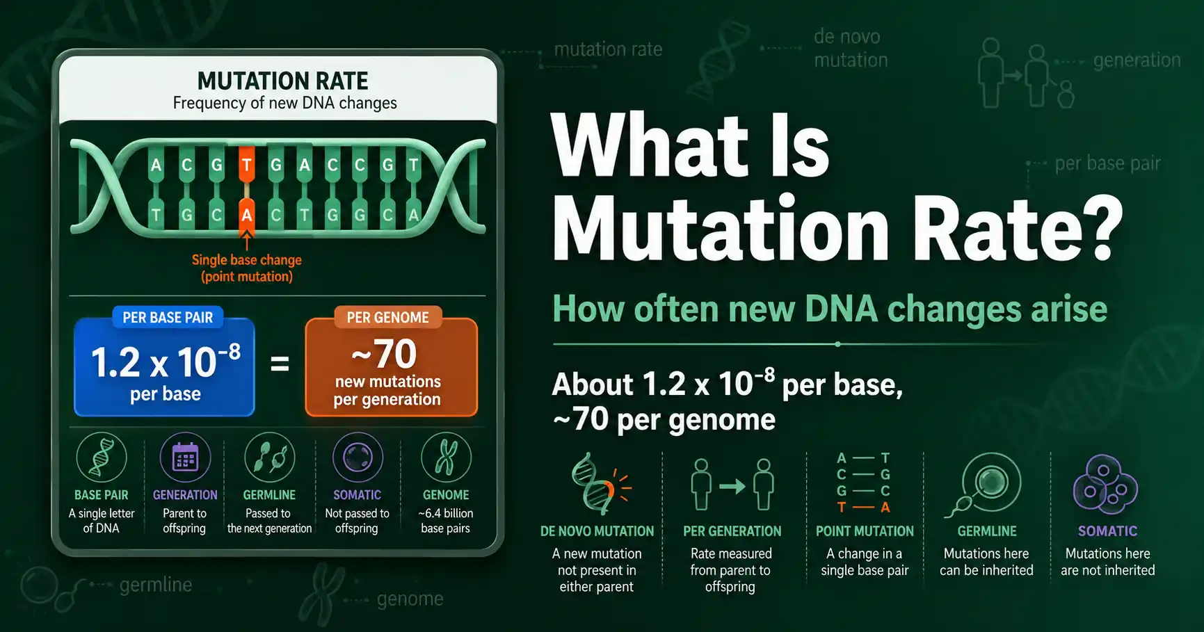 What Is Mutation Rate? (Explained) featured image